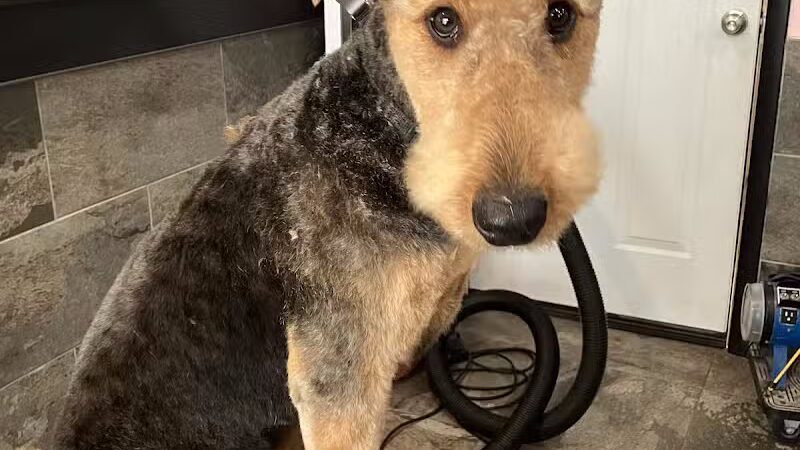 The Doggy Den - Columbus, OH