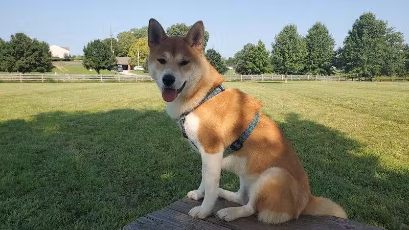 Three Creeks Park Dog Park - Columbus, OH