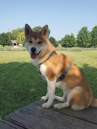 Three Creeks Park Dog Park - Columbus, OH