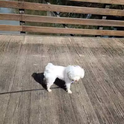 Three Creeks Park Dog Park - Columbus, OH