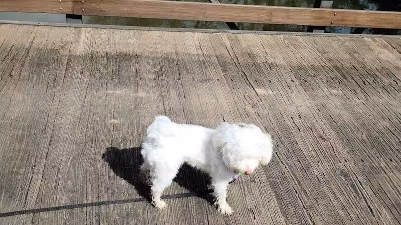 Three Creeks Park Dog Park - Columbus, OH