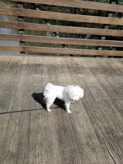 Three Creeks Park Dog Park - Columbus, OH