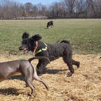 Three Creeks Park Dog Park - Columbus, OH