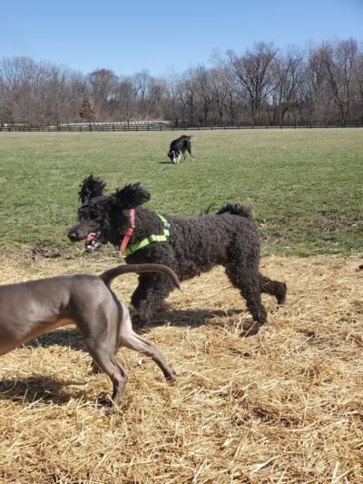 Three Creeks Park Dog Park - Columbus, OH