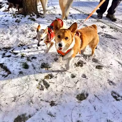 Three Creeks Park Dog Park - Columbus, OH