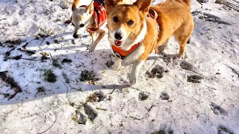 Three Creeks Park Dog Park - Columbus, OH