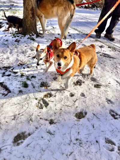 Three Creeks Park Dog Park - Columbus, OH