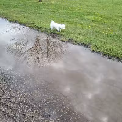 Three Creeks Park Dog Park - Columbus, OH
