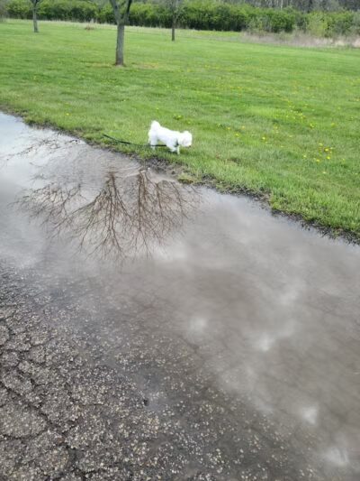 Three Creeks Park Dog Park - Columbus, OH