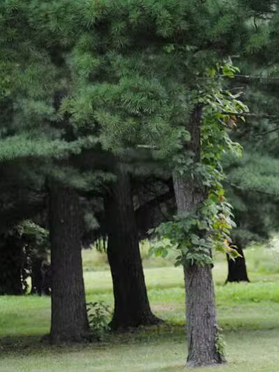 Walnut Hill Park - Columbus, OH