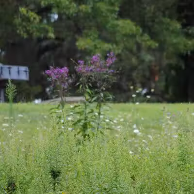Walnut Hill Park - Columbus, OH