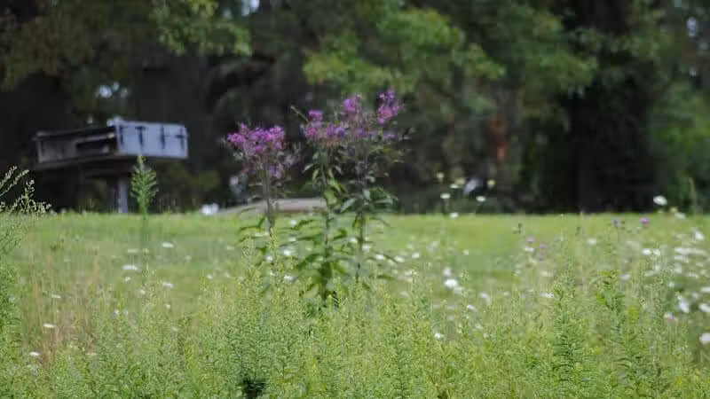 Walnut Hill Park - Columbus, OH
