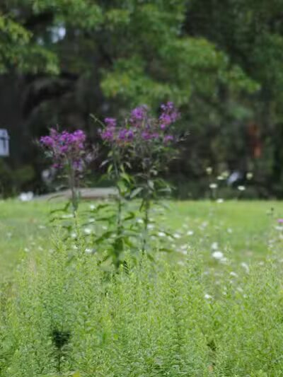 Walnut Hill Park - Columbus, OH