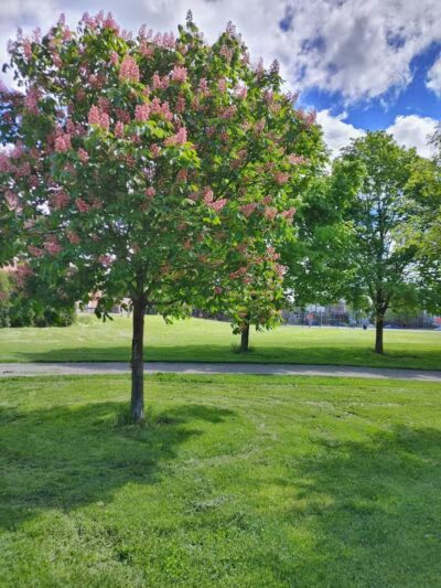 Weinland Park - Columbus, OH