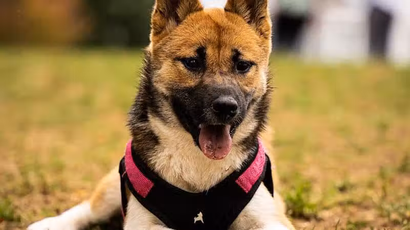 Wheeler Memorial Park - Columbus, OH