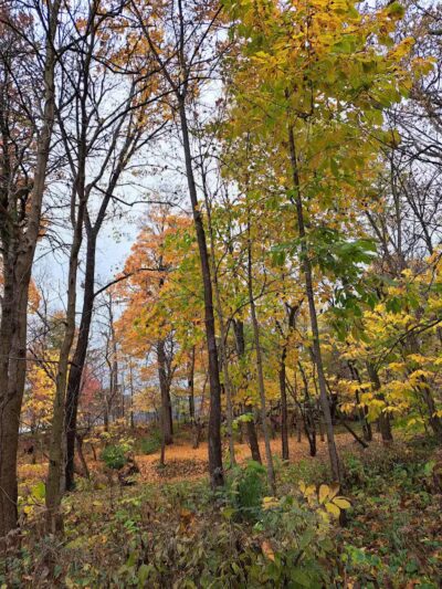Whitehall Community Park - Columbus, OH