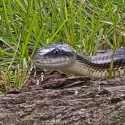 Whitehall Community Park - Columbus, OH