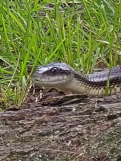 Whitehall Community Park - Columbus, OH