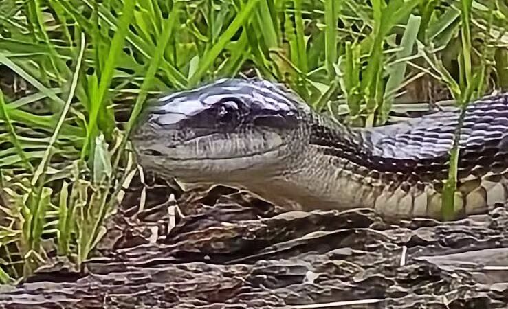 Whitehall Community Park - Columbus, OH
