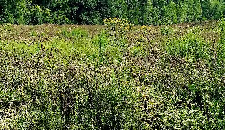 Whitehall Community Park - Columbus, OH