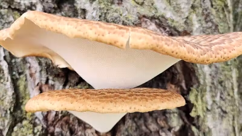 Willis Park - Columbus, OH