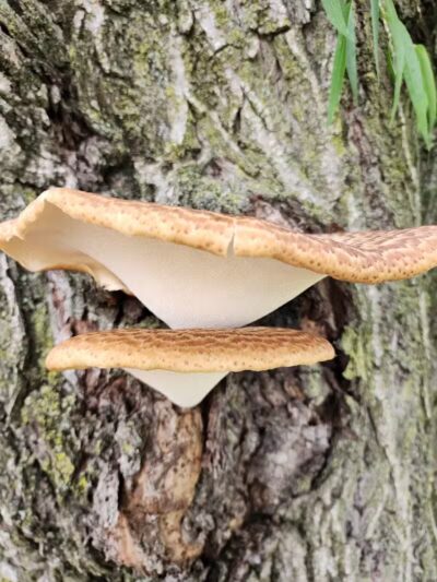 Willis Park - Columbus, OH