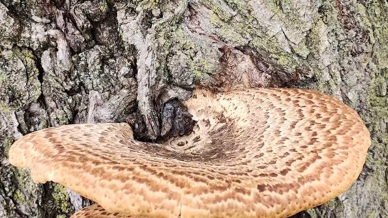 Willis Park - Columbus, OH