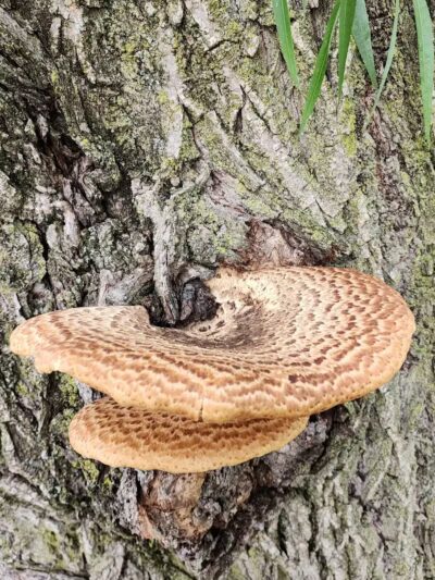 Willis Park - Columbus, OH