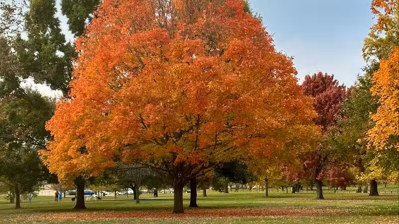 Wolfe Park - Columbus, OH