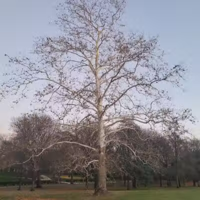 Wolfe Park - Columbus, OH