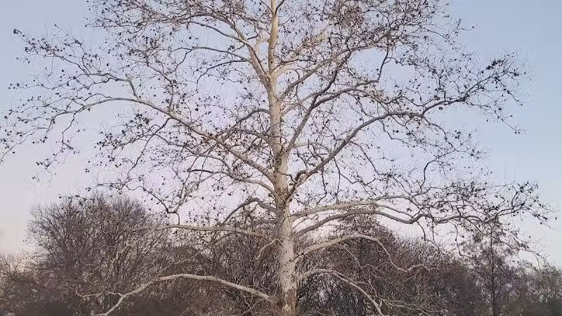 Wolfe Park - Columbus, OH