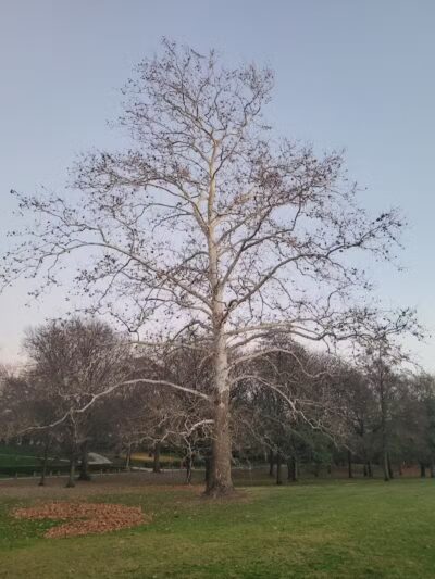 Wolfe Park - Columbus, OH