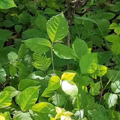 Woodward Park - Columbus, OH