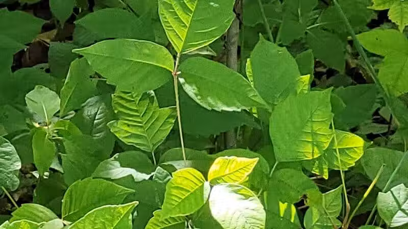 Woodward Park - Columbus, OH