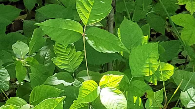 Woodward Park - Columbus, OH