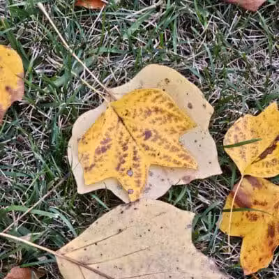 Woodward Park - Columbus, OH