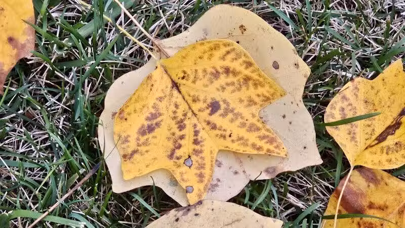 Woodward Park - Columbus, OH