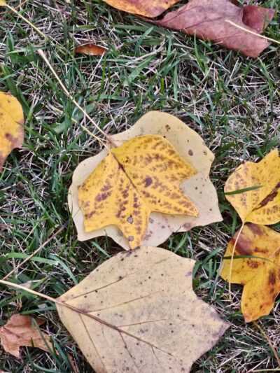 Woodward Park - Columbus, OH