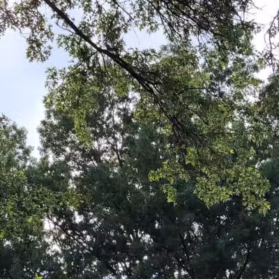 Woodward Park - Columbus, OH