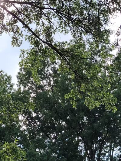 Woodward Park - Columbus, OH