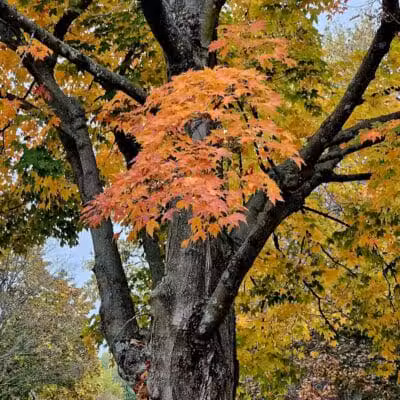 Woodward Park - Columbus, OH