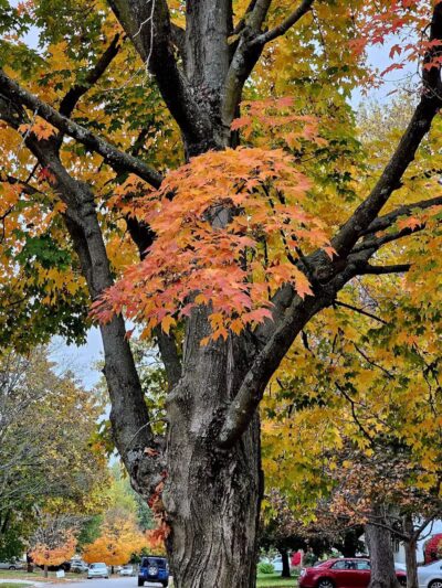 Woodward Park - Columbus, OH