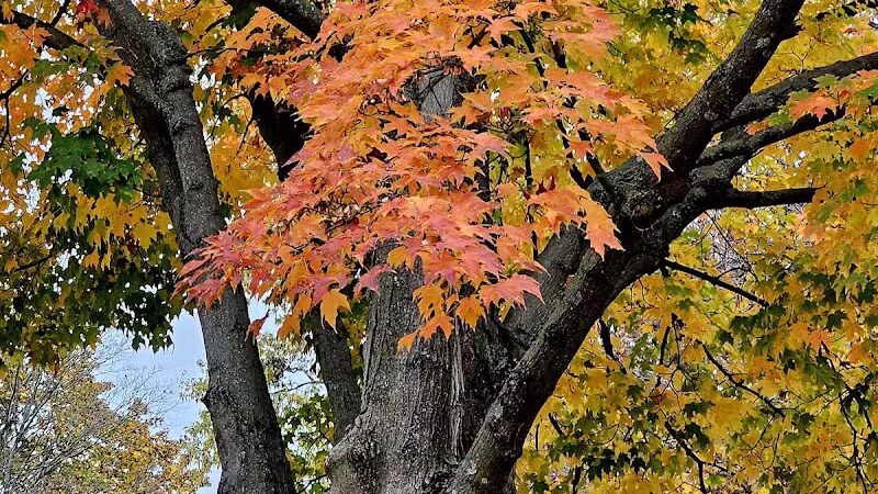 Woodward Park - Columbus, OH