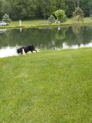 Conneaut Lake Bark Park - Conneaut Lake, PA