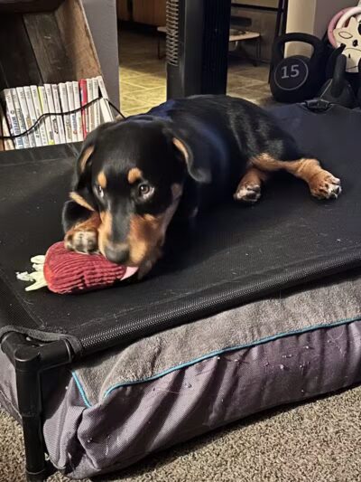 Conley's K9 Center - Coolville, OH