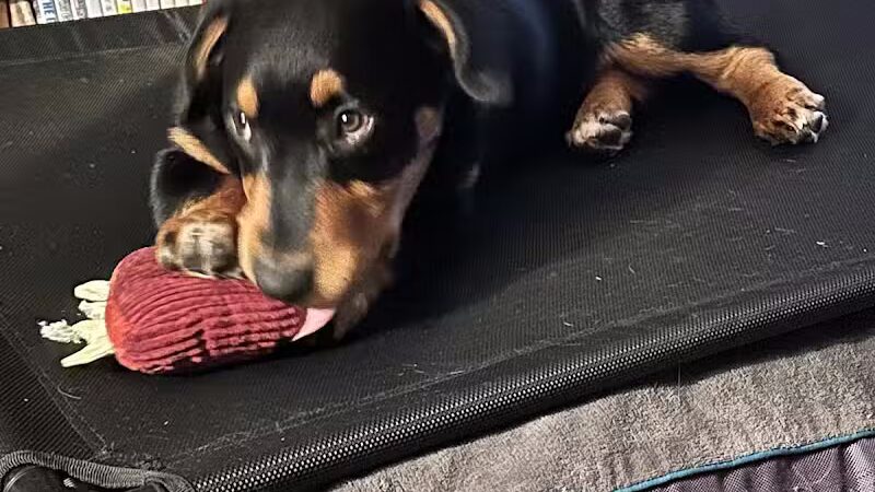 Conley's K9 Center - Coolville, OH