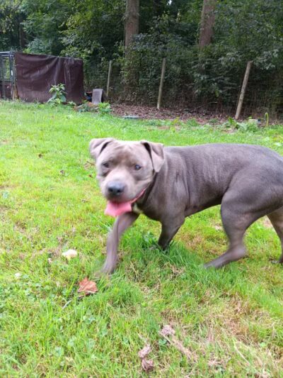 Conley's K9 Center - Coolville, OH