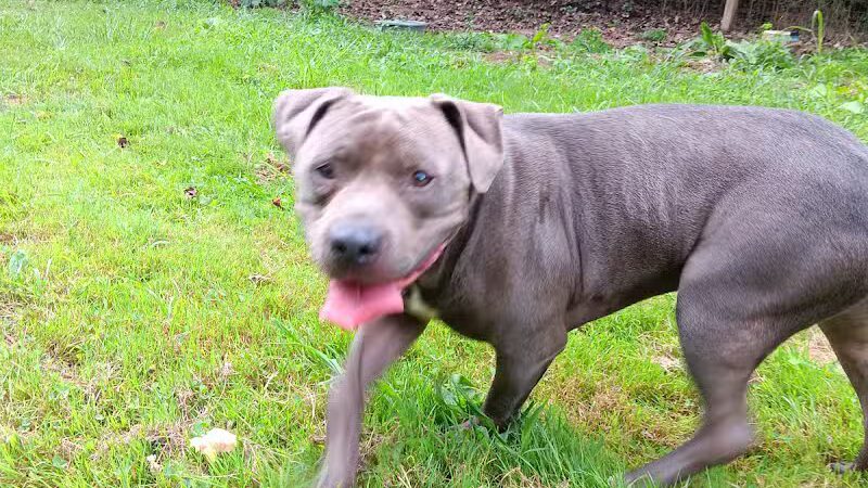 Conley's K9 Center - Coolville, OH