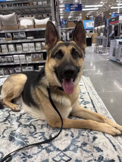 Conley's K9 Center - Coolville, OH