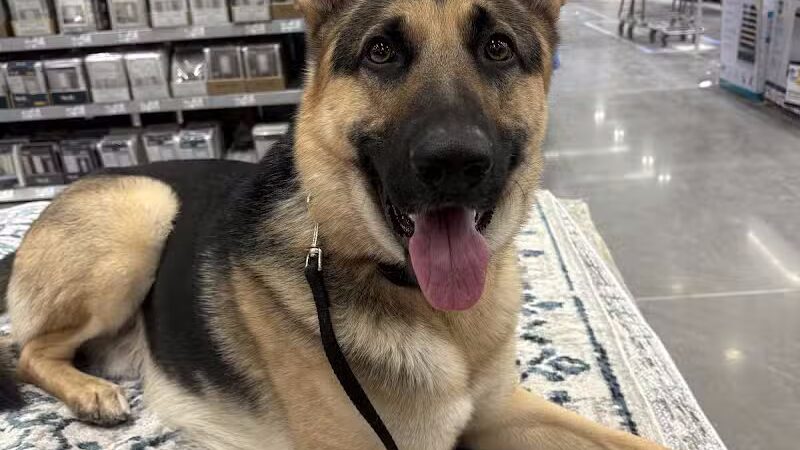 Conley's K9 Center - Coolville, OH